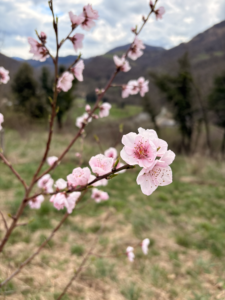 Fleurs de cerisier